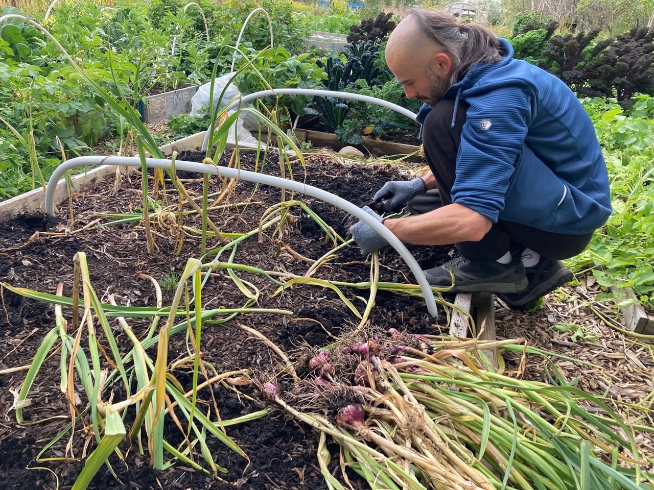 Lifting garlic and red onions from a mulched raised bed